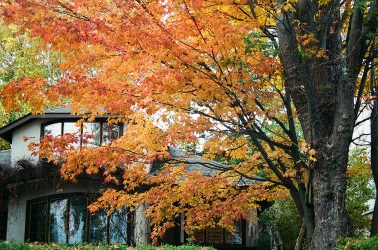 Front view of a home in San Gabriel that is covered by Fall colored Tree branches