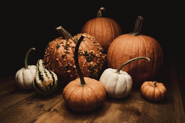 multiple types of pumkins with individuality and varrying heights sat on a wooden floor