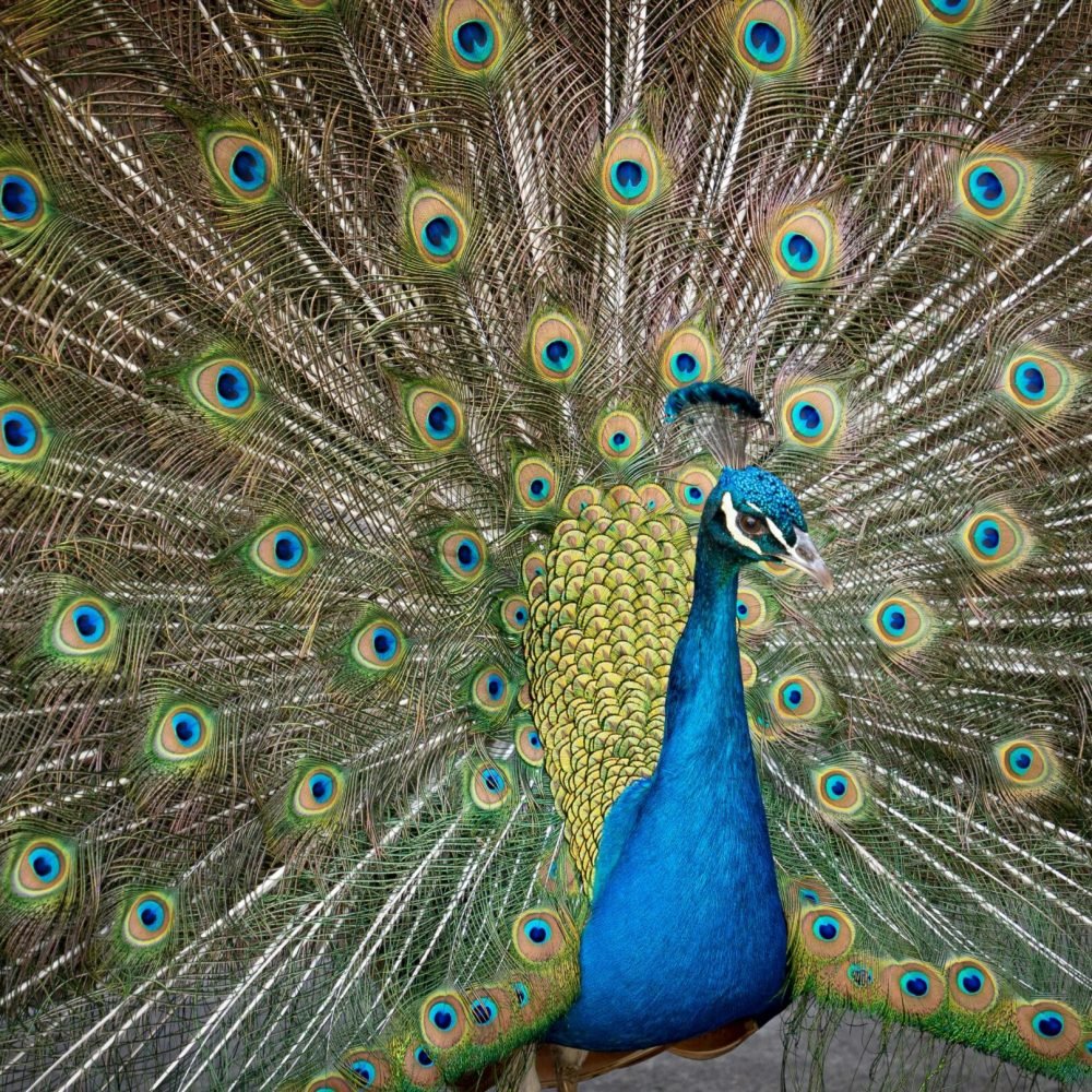 pexels-solyartphotos-11344223 close up of the protected species of peacock that roam around in Arcadia